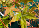 Acer palmatum 'Naka oku gawa' disponible en notre magasin en ligne de plantes