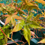 Acer palmatum 'Naka oku gawa' disponible en notre magasin en ligne de plantes