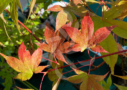 Acer palmatum 'Naka oku gawa' disponible en notre magasin en ligne de plantes