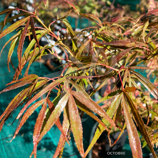 Acer palmatum 'NC Red' - Érable du Japon