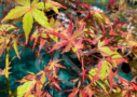 Acer palmatum 'Relish' disponible en notre magasin en ligne de plantes