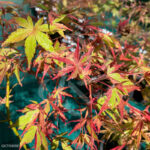 Acer palmatum 'Relish' disponible en notre magasin en ligne de plantes