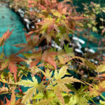 Acer Palmatum Russel Grace - Érables du japon rares chez Palmatia Plantes