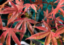 Acer palmatum 'Shirazz' - Érable du Japon