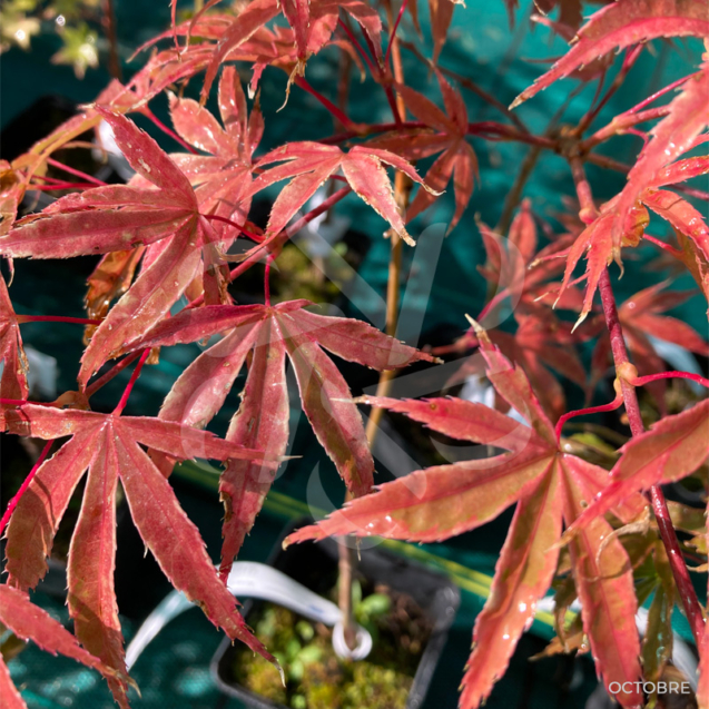 Acer palmatum 'Shirazz' - Érable du Japon