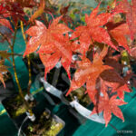 Acer palmatum 'Takao beni' disponible en notre magasin en ligne de plantes