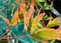 Acer palmatum 'V Corbin' érable rare disponible en notre magasin en ligne de plantes