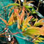 Acer palmatum 'V Corbin' érable rare disponible en notre magasin en ligne de plantes