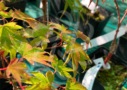 Acer palmatum 'Zoë' - Érable du Japon