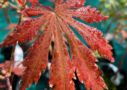 Acer shirasawanum 'Gloria'