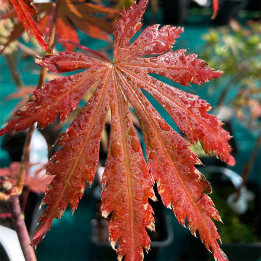 Acer shirasawanum 'Gloria' disponible en notre magasin en ligne de plantes
