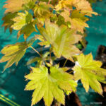 Acer shirasawanum 'Kinkakure' disponible en notre magasin en ligne de plantes