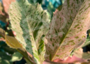 Photinia serratifolia Pink Crispy en notre magasin de plantes en ligne