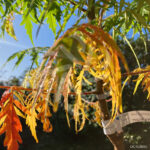 Sumac de Virginie Tiger Eyes - Rhus typhina