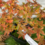 Acer palmatum 'Muka'