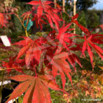 Acer palmatum 'Christy Ann' - Érable du Japon rouge chez Palmatia Plantes