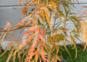 Acer palmatum 'Dissectum' - Érable du Japon cascade dissectum vert Palmatia Plantes