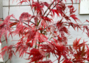 Acer palmatum 'Garnet' - Érable du Japon dissectum de magnifique couleur