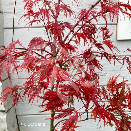 Acer palmatum 'Garnet' - Érable du Japon