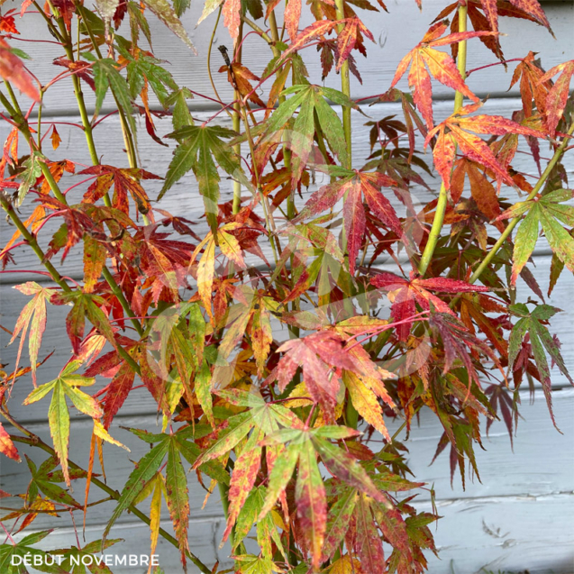 Acer palmatum 'Katsura' - Érable du Japon a superbes couleurs de printemps