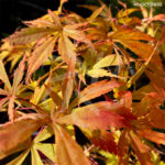 Acer Palmatum 'Kenzan' - Érable du Japon