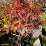 Acer palmatum 'Orange Lace' - Érable du Japon dissectum à magnifique couleur jaune