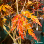 Acer palmatum 'Orange Lace' - Érable du Japon dissectum à magnifique couleur jaune