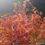 Acer palmatum 'Orange Lace' - Érable du Japon dissectum à magnifique couleur jaune