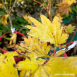 Acer shirasawanum 'Moonrise' - Érable du Japon plein de couleurs chez Palmatia Plantes