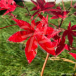Acer Palmatum 'Andras' - Érable du Japon