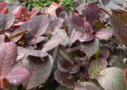 Cotinus Lilla Palmatia Plantes