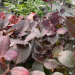 Cotinus Lilla Palmatia Plantes