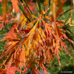 Acer palmatum 'Dissectum' - Érable du Japon