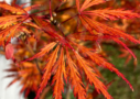 Acer palmatum Dissectum