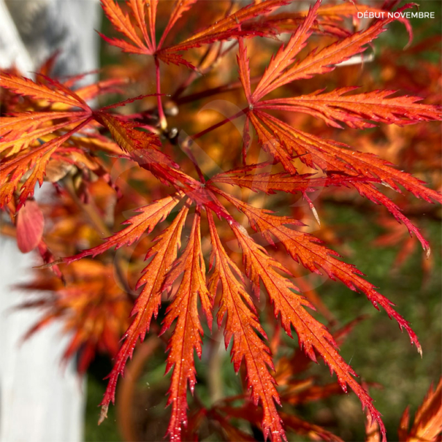 Acer palmatum 'Dissectum' vert - Érable du Japon