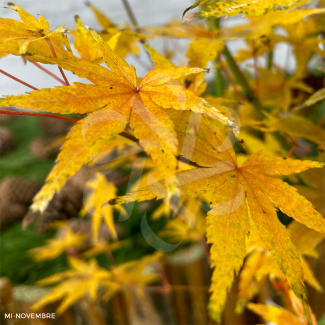 Acer palmatum 'Going Green'