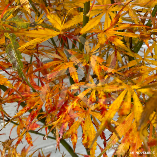 Acer Palmatum 'Jerre Schwartz' - Érable du Japon