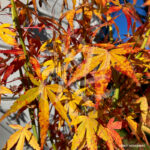 Acer palmatum 'Katsura' - Érable du Japon