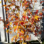 Acer palmatum 'Katsura' - Érable du Japon