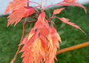 Acer palmatum Koshimino