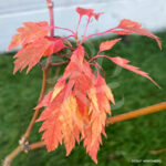 Acer palmatum 'Koshimino' - Érable du Japon