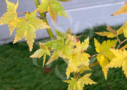 Acer palmatum 'Little Richard' - Érable du Japon nain en automne