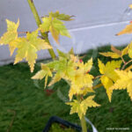 Acer palmatum 'Little Richard' - Érable du Japon nain en automne