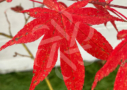 Acer palmatum 'Masu-kagami'