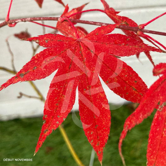 Acer palmatum 'Masu-kagami' - Érable du Japon