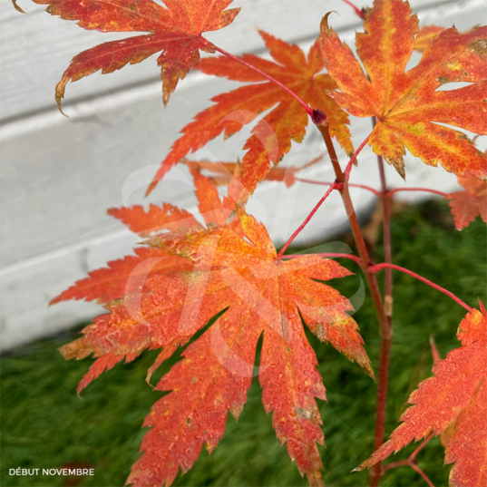 Acer palmatum 'Mila'