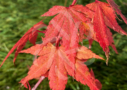 Acer palmatum 'Miya'