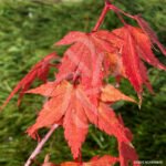 Acer palmatum 'Miya'