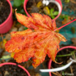 Acer shirasawanum 'Moonrise' - Érable du Japon plein de couleurs chez Palmatia Plantes