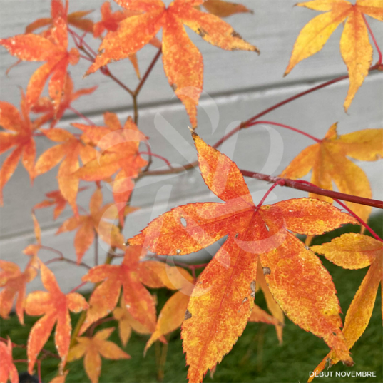 Acer palmatum 'Naka oku gawa'